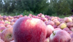 ساماندهی بازار سیب درختی و کاهش مشکلات باغداران آذربایجان غربی