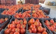 ۳۱ تن گوجه‌فرنگی قاچاق در سردشت کشف شد