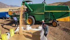۸۰ درصد از طلب گندمکاران آذربایجان غربی پرداخت شد