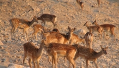 سرشماری حیات وحش در آذربایجان غربی آغاز شد