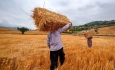 دولت موجب به خطر افتادن امنیت غذایی و کاهش تولید گندم نشود