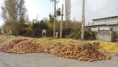 انباشت سیب کنار جاده های آذربایجان غربی نتیجه بی‌توجهی مسئولان است