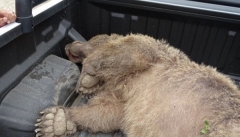 خرس زخمی پیرانشهر امروز عمل جراحی می شود