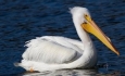 پارک ملی دریاچه ارومیه میزبان ۵۰۰ قطعه پرنده غول پیکر شد
