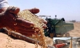 نرخ خرید تضمینی گندم باعث نارضایتی کشاورزان شده است