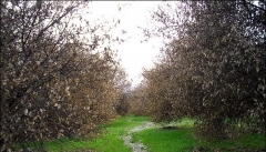 ۶۰درصد محصول سیب آذربایجان بر اثر سرمازدگی کاهش یافته است