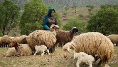 تولید سالانه ۱۶۰۰۰ تن گوشت قرمز توسط عشایر آذربایجان غربی