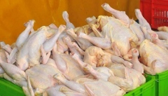 پیش بینی تولید بیش از ۵۰۰ تن گوشت مرغ مازاد بر نیاز در آذربایجان غربی