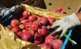 سیب آذربایجان امسال هم روی دست باغداران ماند