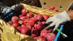 سیب آذربایجان امسال هم روی دست باغداران ماند