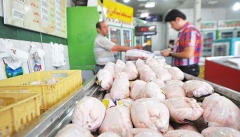 قیمت گوشت مرغ با کاهش شدید مواجه خواهد شد