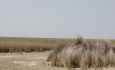 شرایط کشاورزی و دامپروری در حاشیه دریاچه ارومیه بسیار نامطلوب است