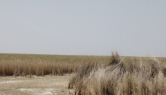 شرایط کشاورزی و دامپروری در حاشیه دریاچه ارومیه بسیار نامطلوب است