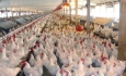 خروج مرغ زنده از آذربایجان غربی ممنوع شد
