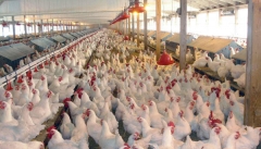 خروج مرغ زنده از آذربایجان غربی ممنوع شد