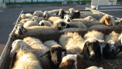 عامل گرانی گوشت در آذربایجان غربی قاچاق دام به کشورهای همسایه است