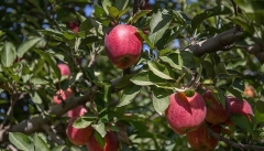 آذربایجان غربی علی رغم قطبیت تولید سیب مجبور به  واردات این محصول است