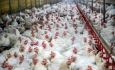 مرغداران آذربایجان‌غربی به رتبه نخست کشوری در زنجیره تولید رسیدند
