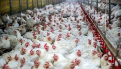 مرغداران آذربایجان‌غربی به رتبه نخست کشوری در زنجیره تولید رسیدند