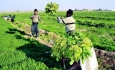 رونق کشاورزی در سایه تقویت جامعه مدنی روستایی