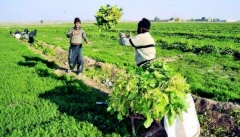 رونق کشاورزی در سایه تقویت جامعه مدنی روستایی