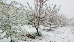 احتمال یخ زدن جوانه امید کشاورزان آذربایجان غربی با سابقه عدم حمایت مسئولان