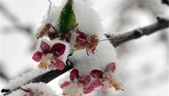 باغات آذربایجان غربی از برف و سرما تا ۹۰ درصد خسارت دیده است
