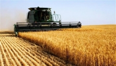 امسال ۸۰۰ هزارتن گندم در آذربایجان غربی برداشت می شود