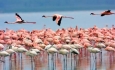 شمار فلامینگو های دریاچه ارومیه به ۴۵۰۰۰ بال می رسد