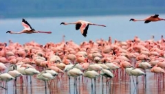 شمار فلامینگو های دریاچه ارومیه به ۴۵۰۰۰ بال می رسد