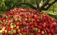 دولت باید اجازه صادرات سیب آذربایجان غربی با قیمت آزاد را بدهد