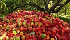 دولت باید اجازه صادرات سیب آذربایجان غربی با قیمت آزاد را بدهد
