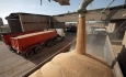 دلالانی که گندم را گران‌تر از مراکز دولتی می‌خرند