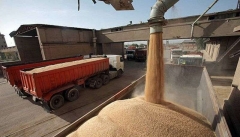 دلالانی که گندم را گران‌تر از مراکز دولتی می‌خرند