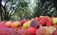 ۱۰۰ هزارتن سیب صادراتی آذربایجان غربی ضایع شد