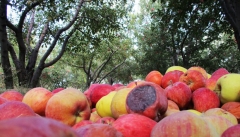 ۱۰۰ هزارتن سیب صادراتی آذربایجان غربی ضایع شد