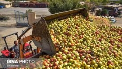 فاسد شدن ۴۰ هزار تن سیب در سردخانه های آذربایجان غربی
