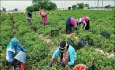 معیشت ۳۲ درصد مردم آذربایجان غربی از راه کشاورزی تامین می شود