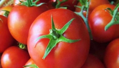 پیش بینی برداشت بیش از ۱۹۲ هزار تن گوجه فرنگی از اراضی آذربایجان غربی