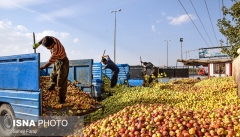 کشاورزان آذربایجان غربی سرگردان سبد پلاستیکی  و ناامید از بازار فروش