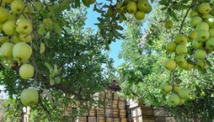 پیش بینی برداشت بیش از یک میلیون تن سیب از باغات آذربایجان غربی