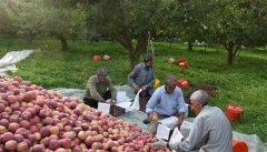سیب آذربایجان‌غربی بصورت توافقی و حمایتی  خریداری خواهد شد
