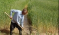 دولت در تعیین قیمت متوجه لزوم حفظ کرامت کارگر و کشاورز باشد