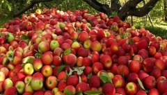 دولت هنوز خرید تضمینی سیب آذربایجان‌غربی  را ابلاغ نکرده است