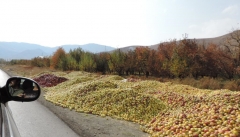 سیب آذربایجان با غفلت مسئولان در باغات و کنار جاده ها می پوسد