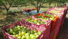 خرید حمایتی سیب صنعتی در آذربایجان غربی آغاز می شود