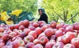 دولت با تهاتر و آزادسازی صادرات سیب مشکلات باغداران  آذربایجانی را رفع  کند
