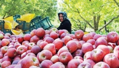 دولت با تهاتر و آزادسازی صادرات سیب مشکلات باغداران  آذربایجانی را رفع  کند