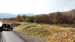 سیبی که کنار جاده ها چوب حراج می خورد خون دل کشاورز  آذربایجانی است