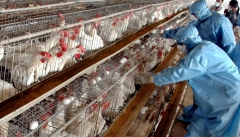 اقدامات پیشگیری از آنفلوانزای پرندگان در آذربایجان‌غربی  تشدید می‌شود